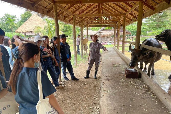 Laos Buffalo Dairy Tours Interact, Learn and Taste Fresh Flavors - Why the dairy model matters