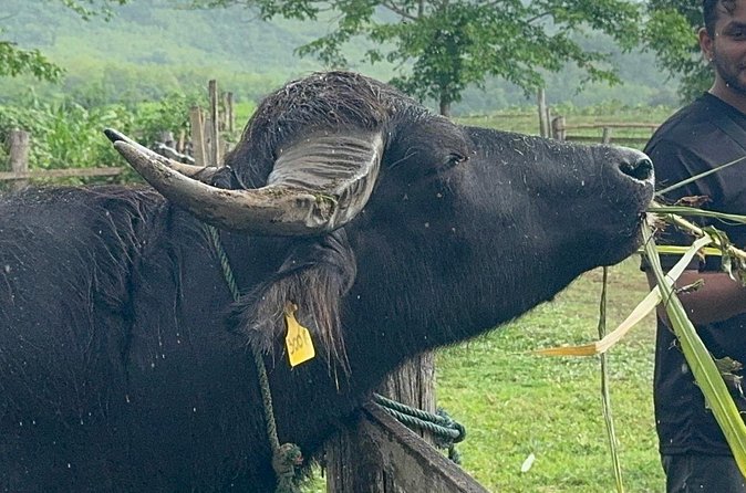 Laos Buffalo Dairy Tours Interact, Learn and Taste Fresh Flavors - Who will enjoy this most