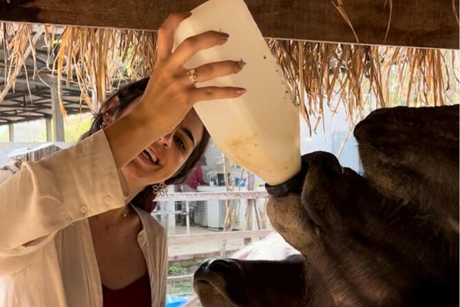 Laos Buffalo Dairy Tours Interact, Learn and Taste Fresh Flavors - Choosing between the farm tour options