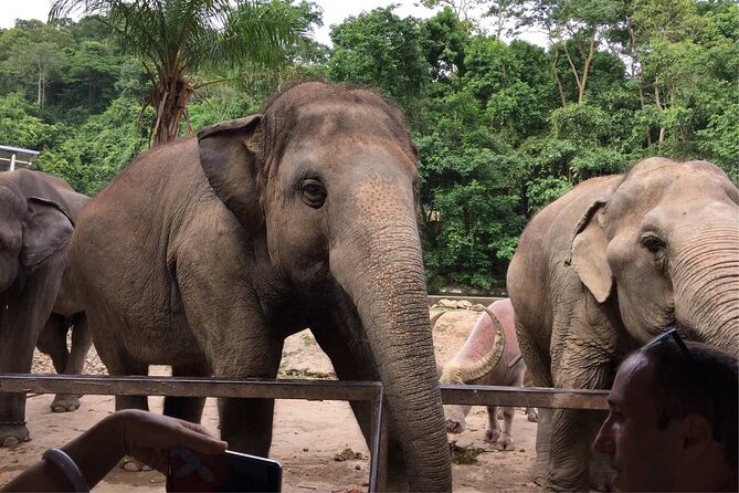 Laos Elephant Sanctuary keeper+ Kuangsi waterfall +Hmong village - Meeting rescued elephants in a keeper setting