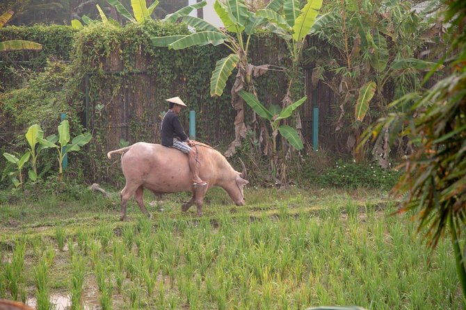 Living Land Rice Farming Experience - From the 8 a.m. start to the farm