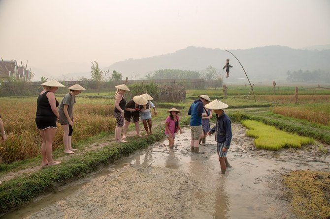 Living Land Rice Farming Experience - The fourteen steps from seed to supper