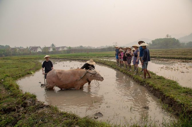 Living Land Rice Farming Experience - Getting your feet into the rice field