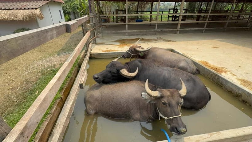Luang Prabang: Farm Tour and Buffalo Buffet Adventure - Learning How Buffalo Milking Works