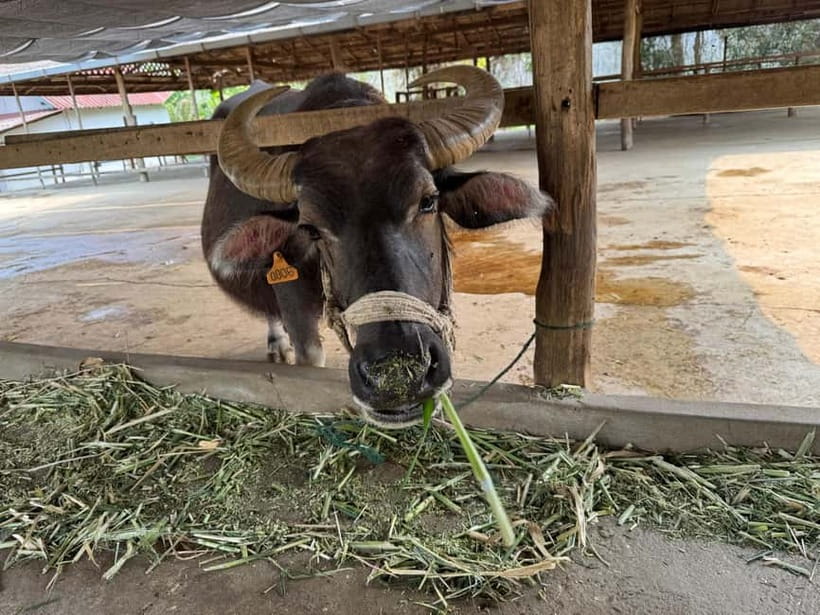 Luang Prabang: Farm Tour and Buffalo Buffet Adventure - Why the 45-Minute Format Matters
