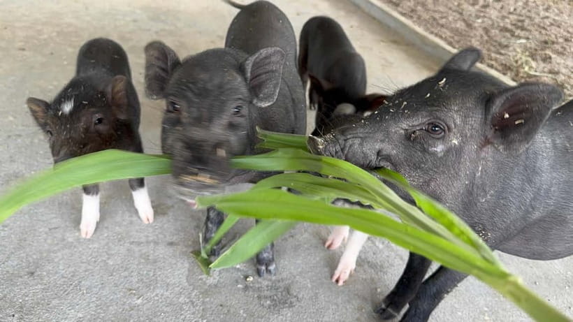 Luang Prabang: Farm Tour and Buffalo Buffet Adventure - Who Will Enjoy This Most?