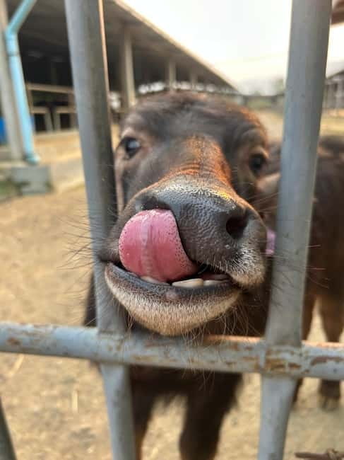 Luang Prabang: Farm Tour and Buffalo Buffet Adventure - Languages, Access, and What to Bring