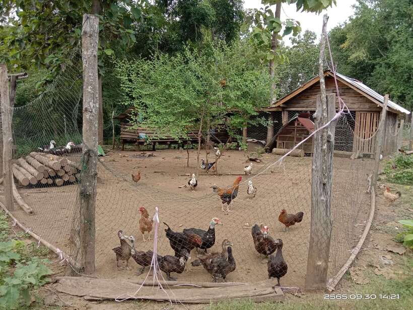 Luang Prabang: Hiking Off the Beaten Track with Picnic Lunch - Practical details for a smooth day