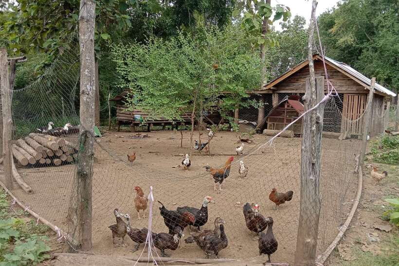 Luang Prabang: Organic Farm Experience & Hike to Kuang si - Riverside lunch after the cooking class
