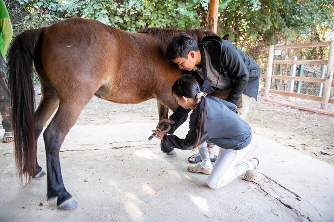 Pony Riding in Luang Prabang - Grooming, arena practice, then the countryside